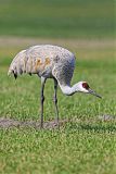 Sandhill Craneborder=